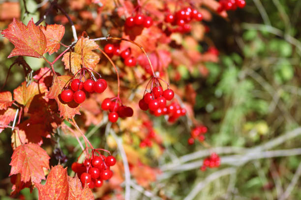 istock Guelder rose (Viburnum opulus) berries on a shrub. Autumn garden 1362745379