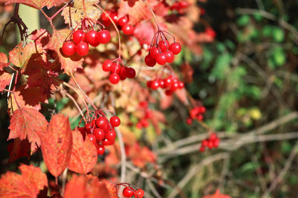 istock Guelder rose (Viburnum opulus) berries on a shrub. Autumn garden 1362745494