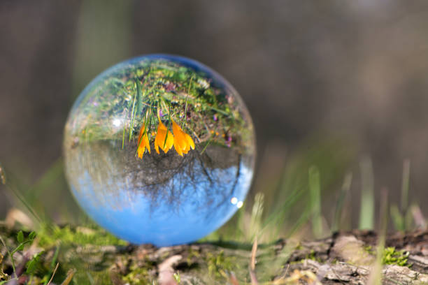 istock Close up of blooming crocus in a spring forest - upside down reflection in a lens ball - selective focus, copy space 1362745586