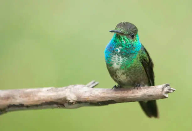 Photo of Versicolored Emerald hummingbird