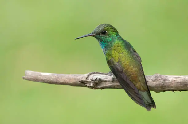 Photo of Versicolored Emerald hummingbird