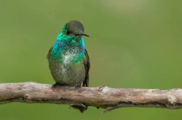 Photo of Versicolored Emerald hummingbird