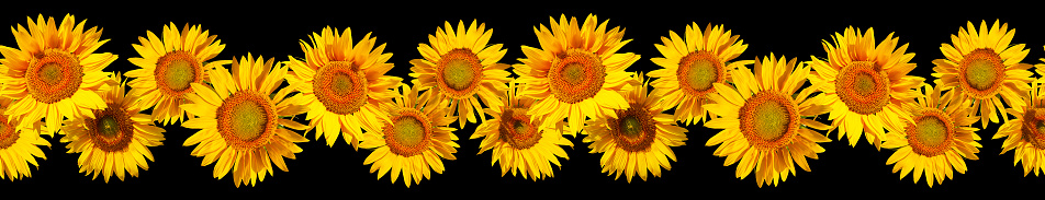 Seamless border of yellow sunflowers isolated on black background. Seamless frieze from flowers of a sunflower isolated on a black background.