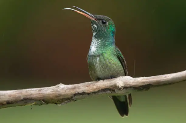 Photo of Versicolored Emerald hummingbird