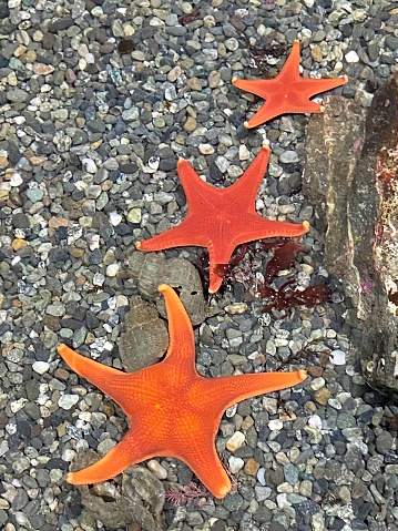 Colorful sea stars in Seward, Alaska