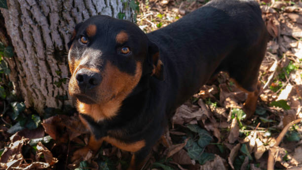 istock Dog by the tree on a sunny autumn day. 1362746647