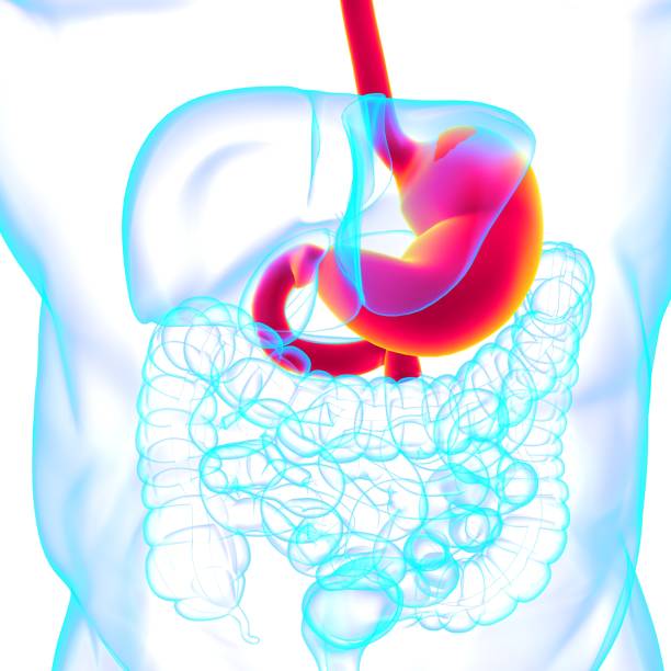 istock Stomach Anatomy Human Digestive System For Medical Concept 3D Rendering 1362746698