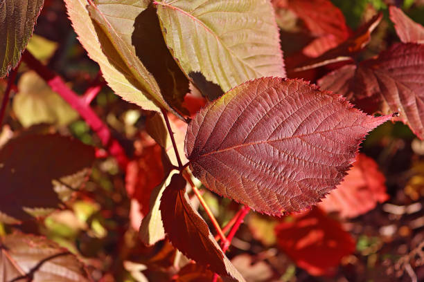 istock Red leaf on the bush in the autumn 1362747913