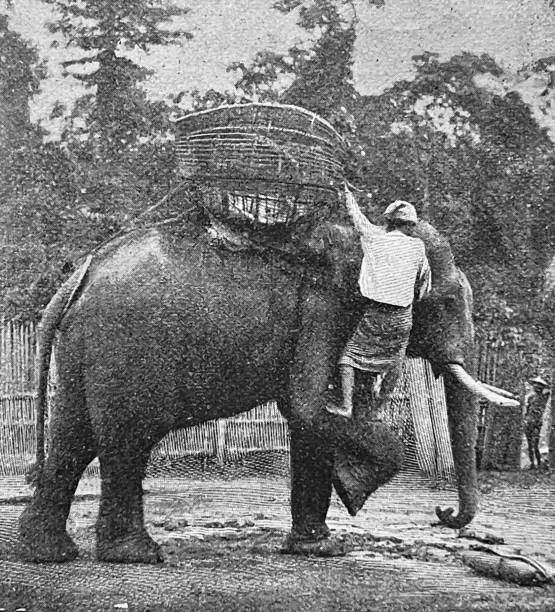 istock Elephant helps his rider to go up into the basket 1362747942