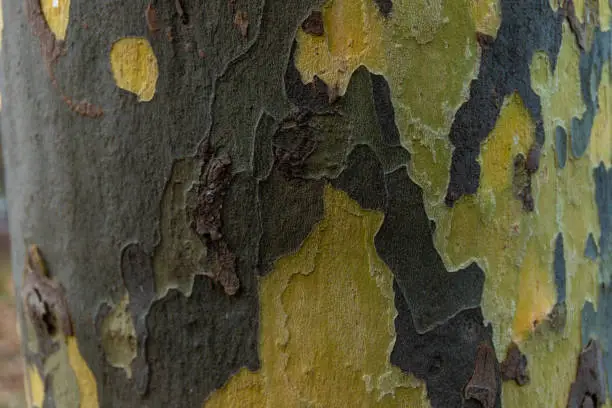 Photo of Texture of Platan tree bark. Background for design