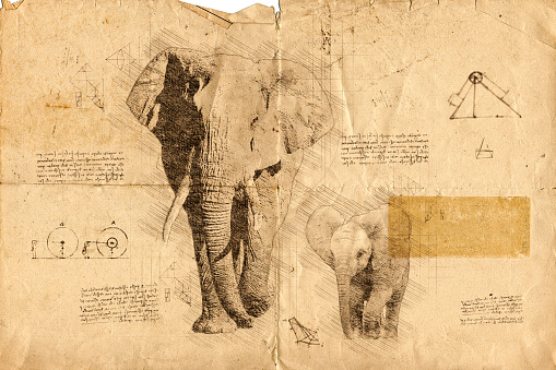 da Vinci style sketch of two African elephants on old paper