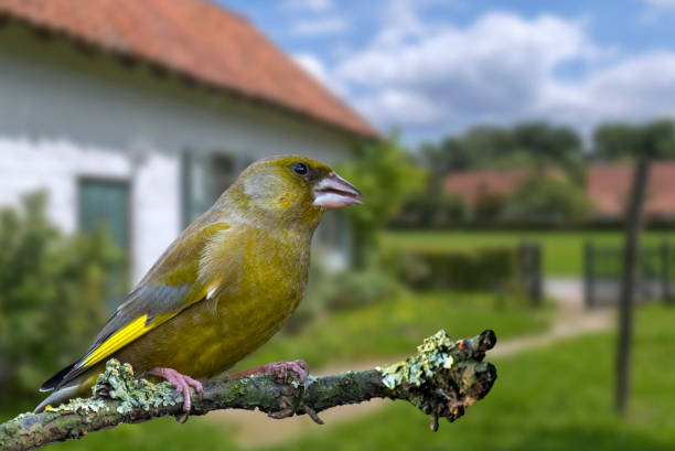 pinzón verde europeo (chloris chloris / carduelis chloris) macho encaramado en el árbol en el jardín - green finch fotografías e imágenes de stock