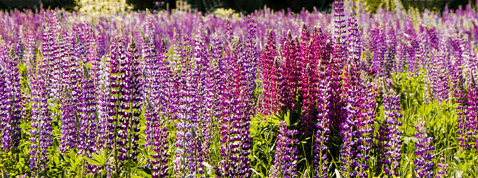 Blooming wild purple and pink lupins as summer background. Banner Selective focus