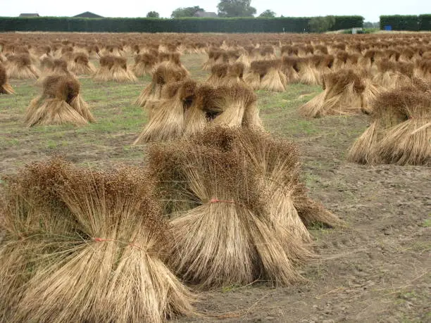 a big field with bunches of flax plants that are drying in stacks in the dutch countryside in summer