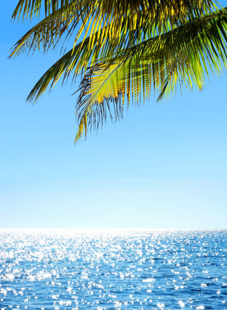 istock Close up shiny palm tree leaves over sunny seascape view 1362752166
