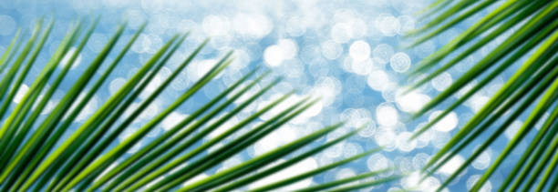 istock Close up green palm tree leaves over shiny seascape 1362752196