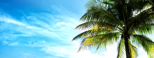 istock Close up shiny palm tree sunny blue sky 1362752202