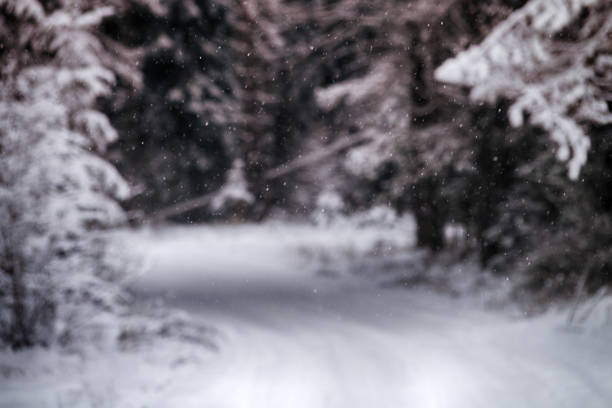Winter road through forest. Beauty of the winter forest in fine weather after a snowfall