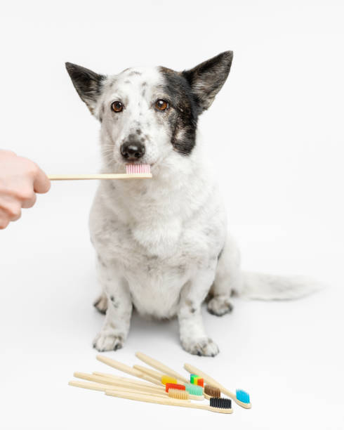 istock Cute small black and white dog is brushing teeth, mutlicolored toothbrushes are lyingin front of the dog. 1362753527