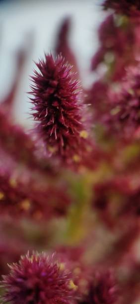 istock Amaranth plant closeup macro stock photo 1362753949