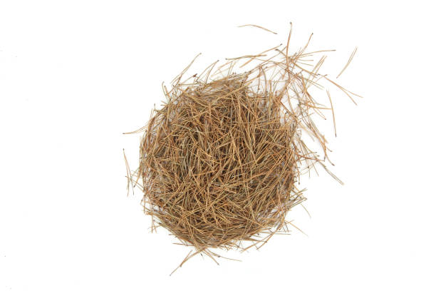 istock Pile of pine needles isolated on white background. 1362754340