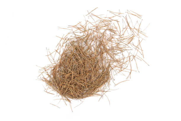 istock Pile of pine needles isolated on white background. 1362754345