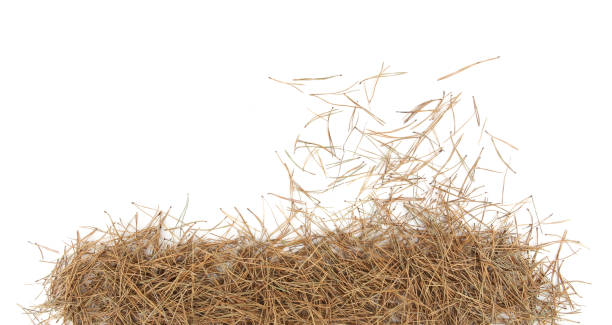 istock Pile of pine needles isolated on white background. 1362754349