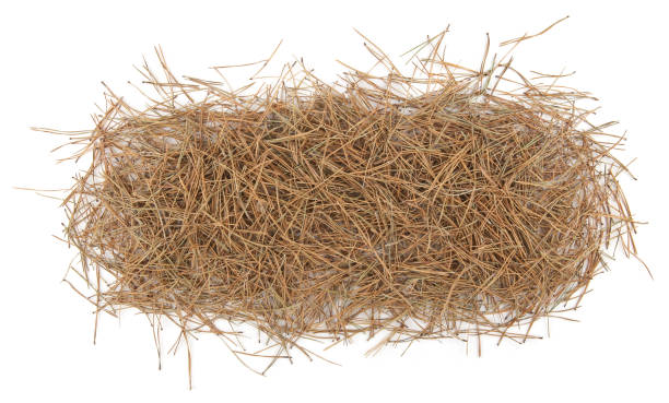 istock Pile of pine needles isolated on white background. 1362754359