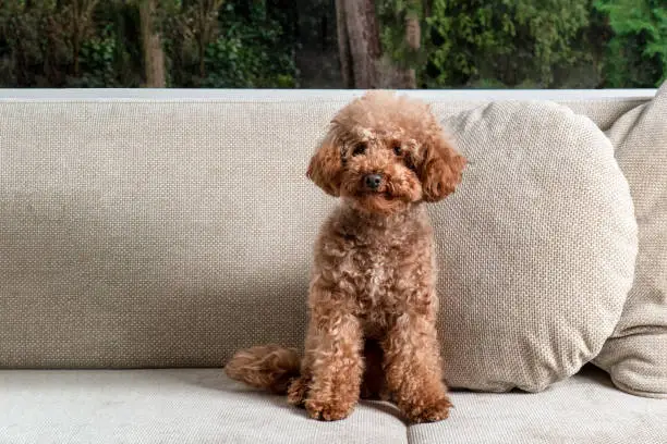 Cute miniature poodle sitting on a white sofa.