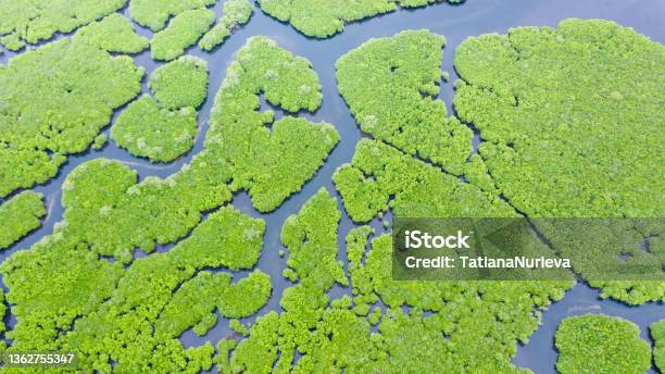 Tropical Forest With Mangrove Trees The View From The Top Mangroves And Rivers Stock Photo - Download Image Now