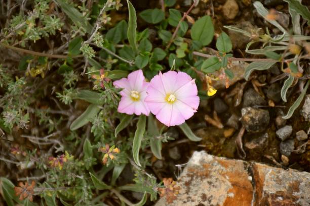 Convolvulus arvensis flower. Although it produces attractive flowers, it is often an uncomfortable plant in gardens considered a bothersome weed due to its growth and can quickly strangle other cultiv bindweed photos stock pictures, royalty-free photos & images
