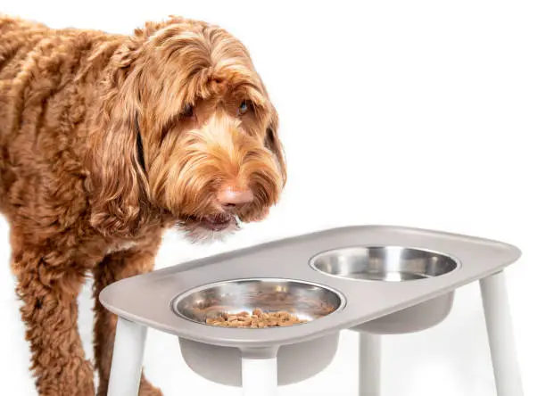 Photo of Labradoodle dog eating from a feeding station.