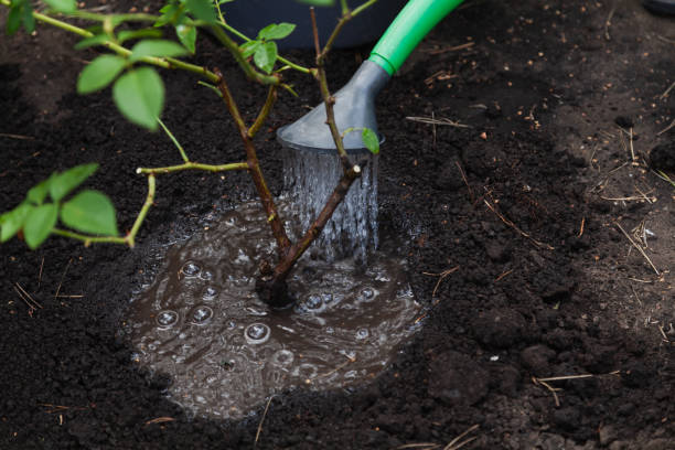 istock Rose bush watered from green watering can close up 1362756604