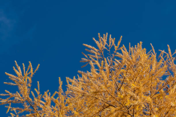 Yellow larch branch at autumn. Close up of larch tree branch with yellow needles