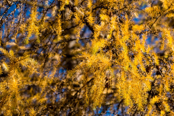 Yellow larch branch at autumn. Close up of larch tree branch with yellow needles