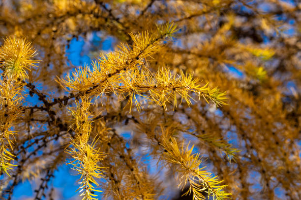 Yellow larch branch at autumn. Close up of larch tree branch with yellow needles