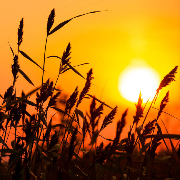 istock Evening landscape with reed plant 1362756641