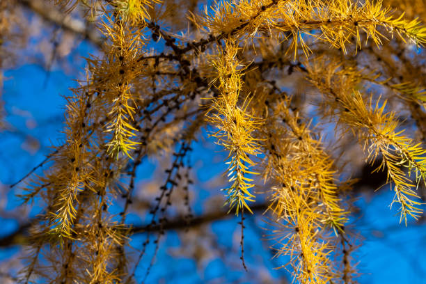 Larice Europeo. Semi. Larix Decidua - Semi Di Alberi - Negozio