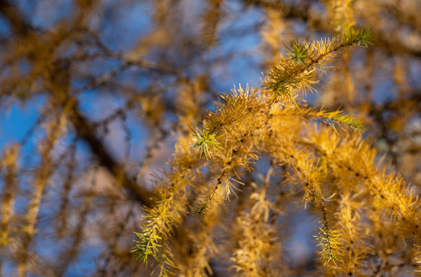 Yellow larch branch at autumn. Close up of larch tree branch with yellow needles