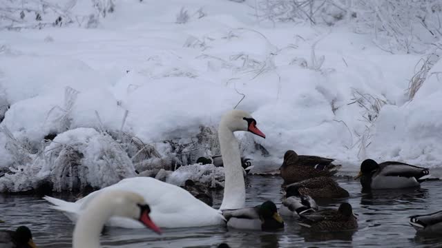 White swans in winter on a non freezing lake. Izborsk, Pskov region.