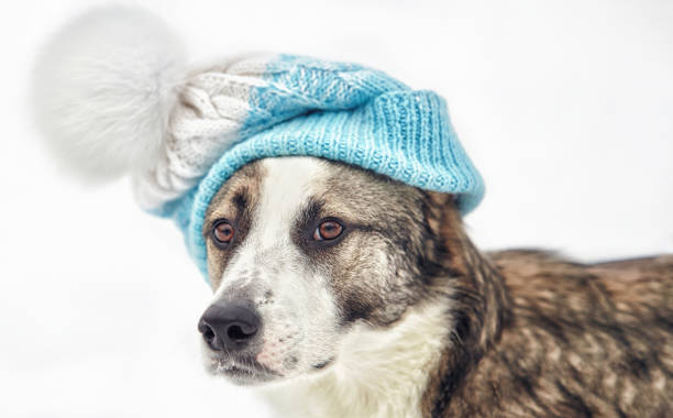istock The dog for a walk 1362756764