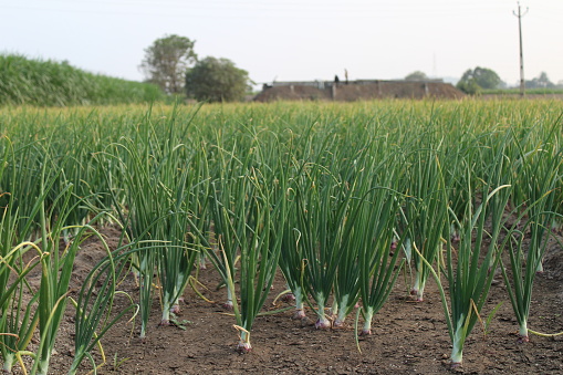 Onion farm stock photo