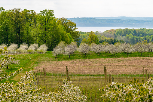 View of blooming cherry trees in orchard with vineyards in the foreground, and Grand Traverse Bay in the background in Spring.