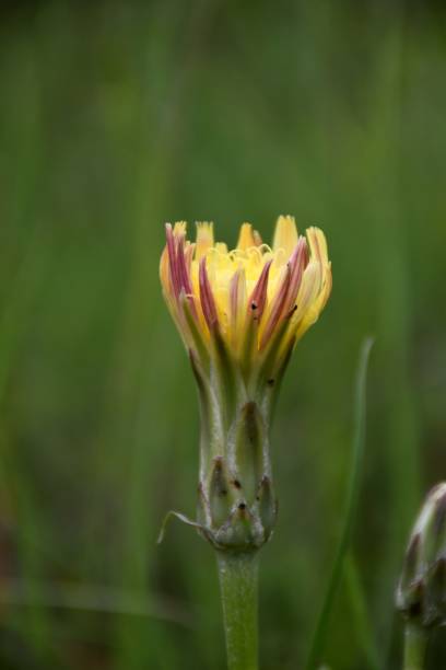 istock Scorzonera angustifolia flower. 1362757538
