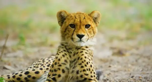 Photo of Three months old cheetah cub sitting in a grass facing camera.