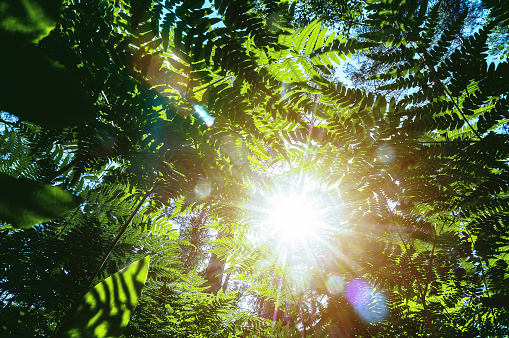 Sunlight with lens flare  shines through fresh green fern (bracken) leaves. Summer day in the forest.