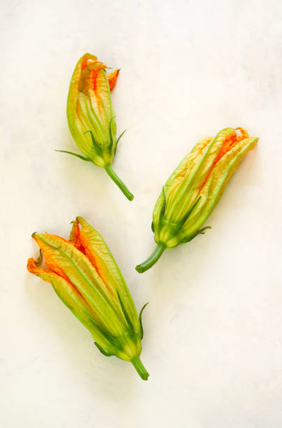 fiori di zucchine. - squash blossom foto e immagini stock