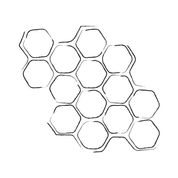 kuvapankkikuvitukset aiheesta propolis honeycomb luonnos. käsin piirretty hunajakampa. mustavalkoinen kuva mehiläisvaha. mehiläishunaja ja propolis doodle vektori. - beeswax