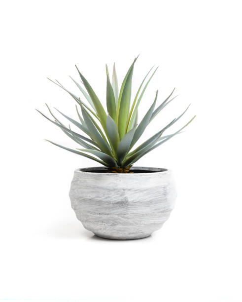 Indoor house plant with pale green long leaves in white textured pot. Small low growing succulent or cactus for home decoration. Selective focus. Isolated on white. agave plant photos stock pictures, royalty-free photos & images