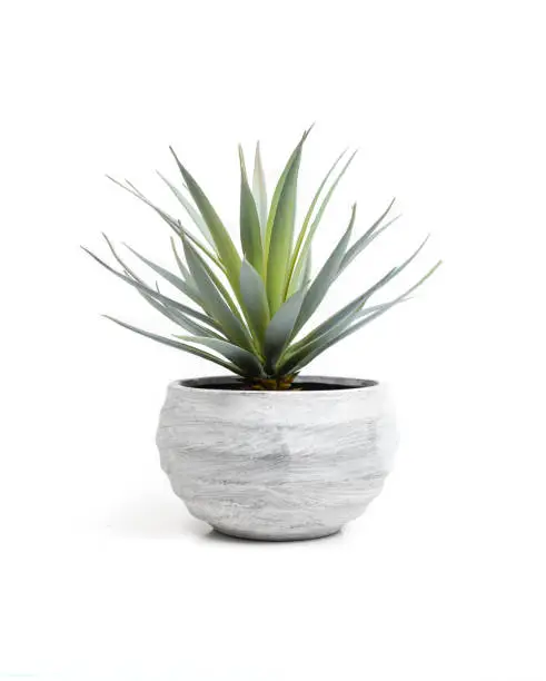 Photo of Indoor house plant with pale green long leaves in white textured pot.